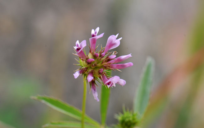 Tomcat Clover flowers are purple and purple pink. The flowering stem has head-like glowers, small but showy. Trifolium willdenovii